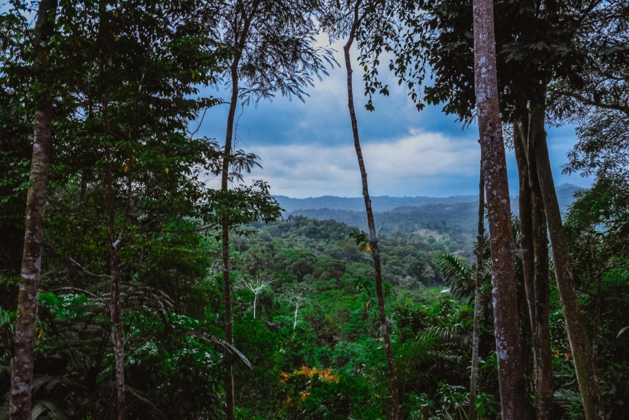 Selva Madre Eco-Sanctuary Aparthotel Cahuita Exterior photo